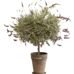 Lavendar topiary