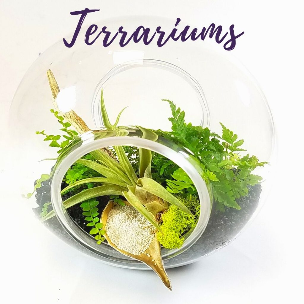Terrariums2