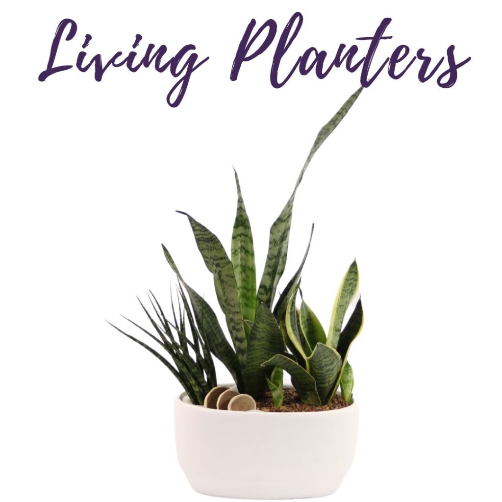 Living Planters 