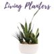 Living Planters