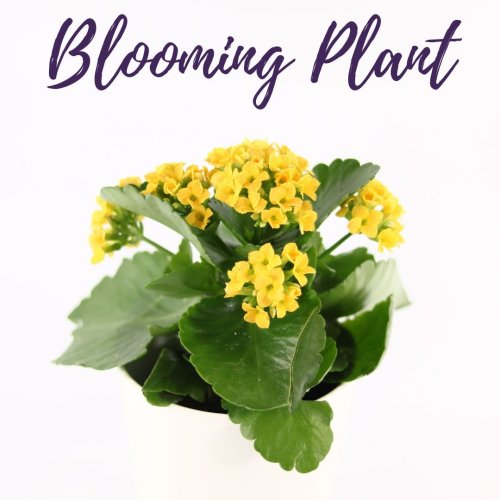 Blooming Plant