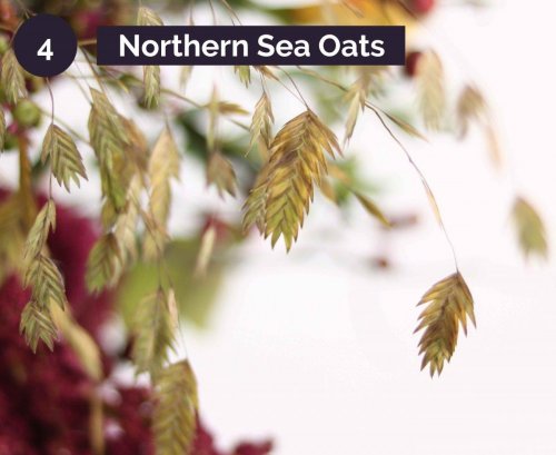 4.NorthernSeaOats