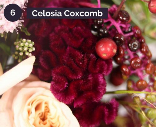 6.CelosiaCoxcomb