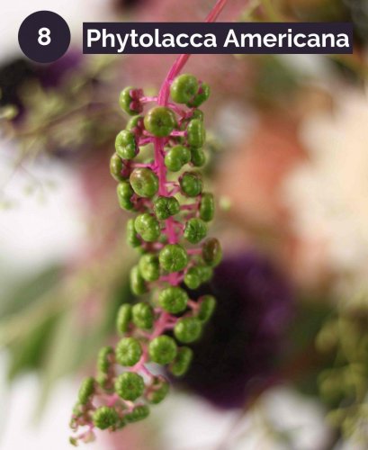 8.PhytolaccaAmericana