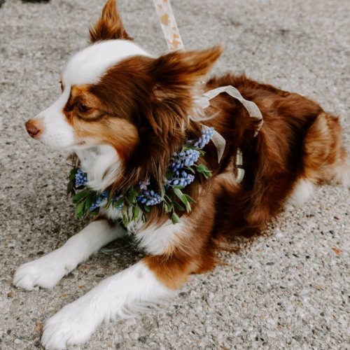 Dog flower collar