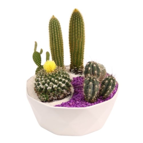 cacti living planter